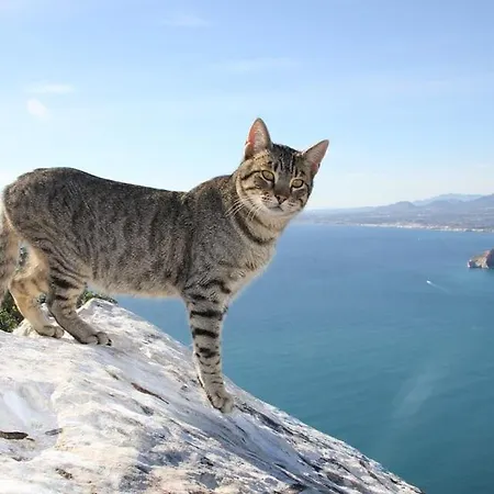 Andres - Plusholidays * 칼페