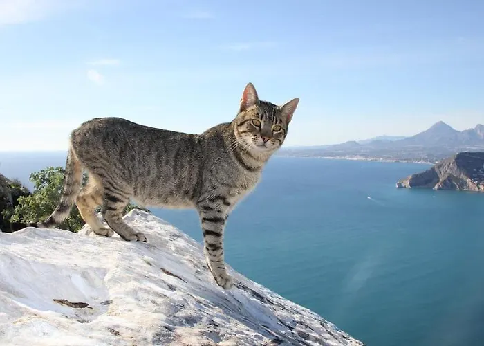 Andres - Plusholidays * Calp